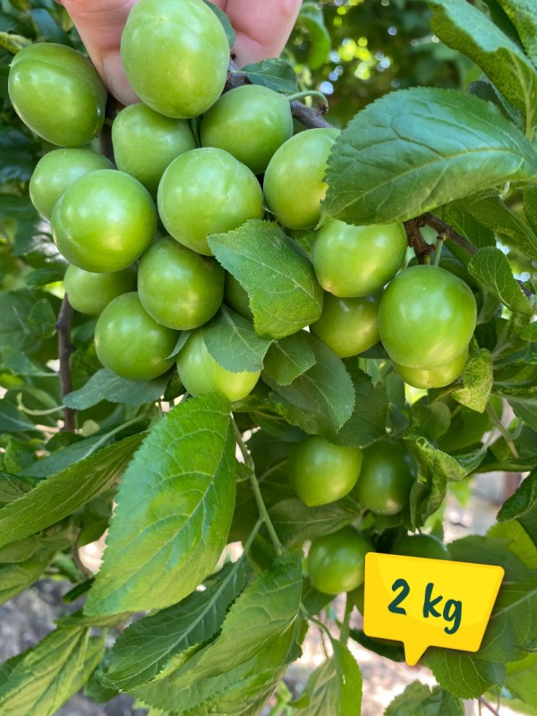 Taze Papaz Erik 2 Kg.